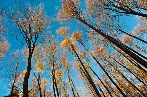 Lichtgevend, dansend winterballet van beuken