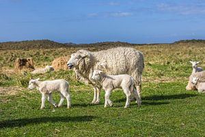 Schafe im Naturschutzgebiet Ellenbogen, Sylt