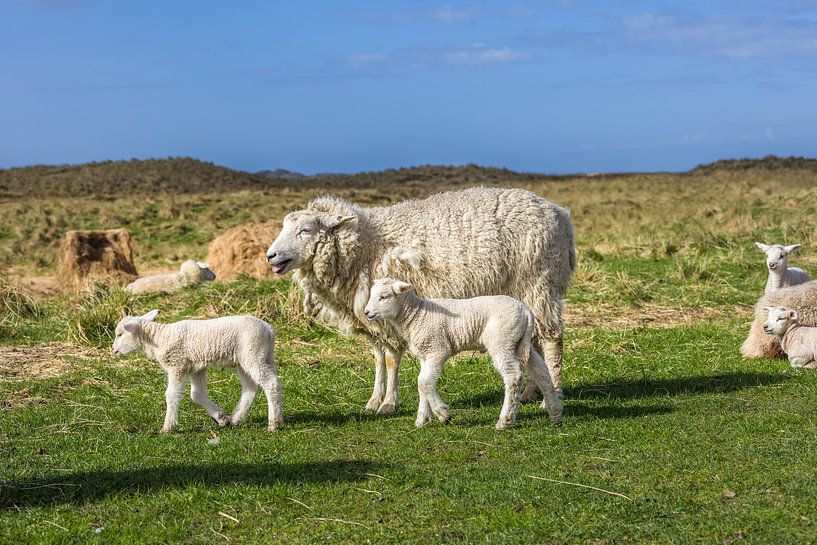 Sheep in the Ellenbogen nature reserve, Sylt by Christian Müringer