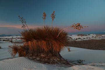 White Sands National Monument New Mexico USA van Frank Fichtmüller