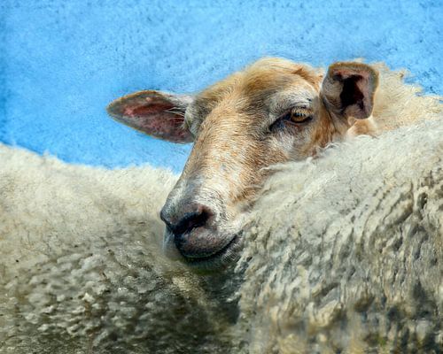 The Wool Factory 4