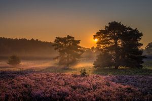 Sunrise at Brunssummer Heide / Heather Landscape