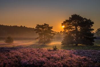 Sunrise at Brunssummer Heide / Heather Landscape