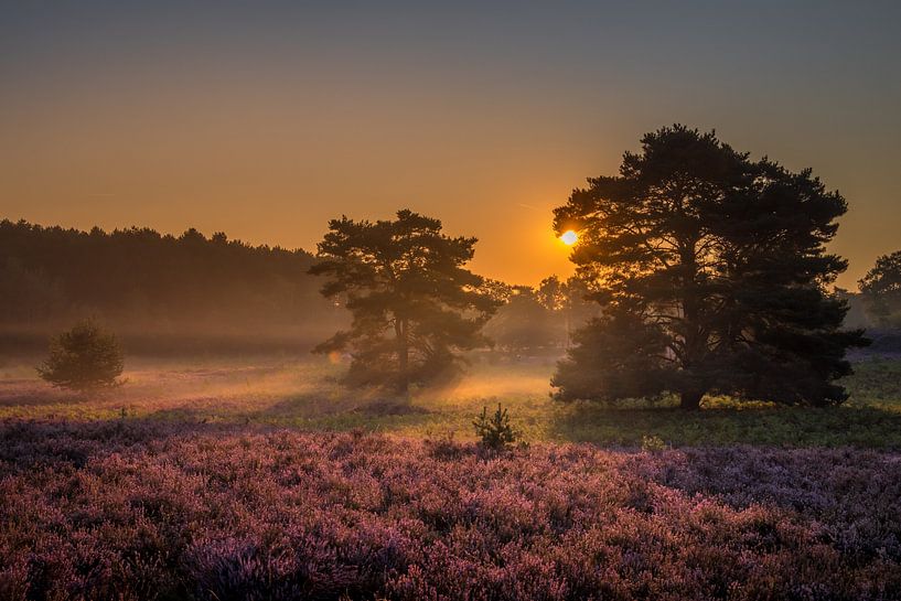 Sunrise at Brunssummer Heide / Heather Landscape by Maurice Meerten
