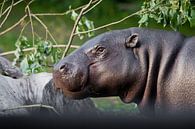 Schattige nijlpaard snuit close-up, ogen op een achtergrond van groen. Pygmee nijlpaard (Pygmy hippo van Michael Semenov thumbnail