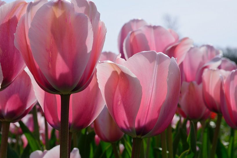 Roze achtergrondverlichting van Frank's Awesome Travels