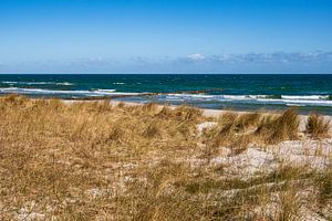 Düne an der Ostseeküste in Zingst auf dem Fischland-Darß.