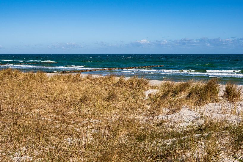 Düne an der Ostseeküste in Zingst auf dem Fischland-Darß. von Rico Ködder