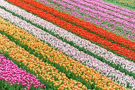 colored fields of tulips
