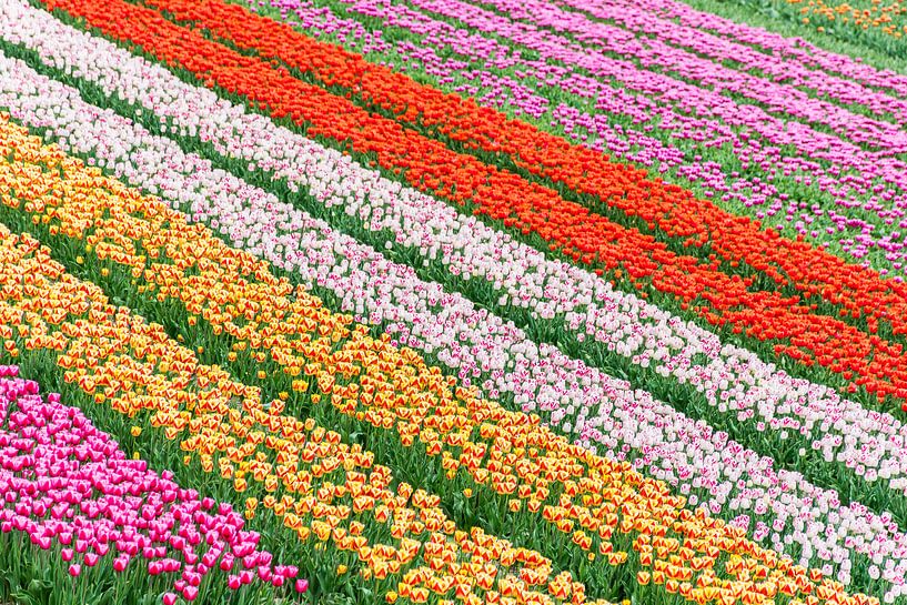 colored fields of tulips by Patrick Verhoef
