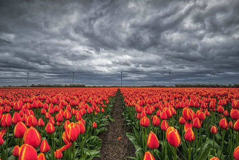 red-and-yellow tulips with dark clouds and windmills by peterheinspictures