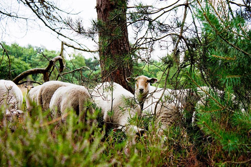 Curious look among the pines by Marleen Tackenberg – Schaapherder & Natuurliefhebber
