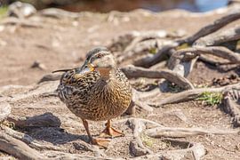 Female mallard duck by t.ART
