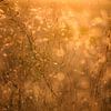 Atmosphere image of wild grasses in evening light by Melissa Peltenburg