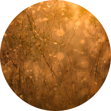 Sfeerbeeld van wilde grassoorten in avondlicht van Melissa Peltenburg