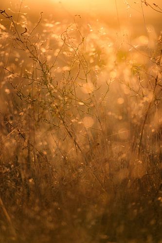 Image d'ambiance d'herbes sauvages dans la lumière du soir sur Melissa Peltenburg