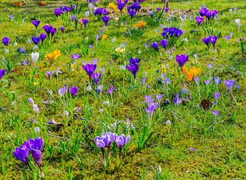 Frühlingswiese mit lila Krokussen von ManfredFotos