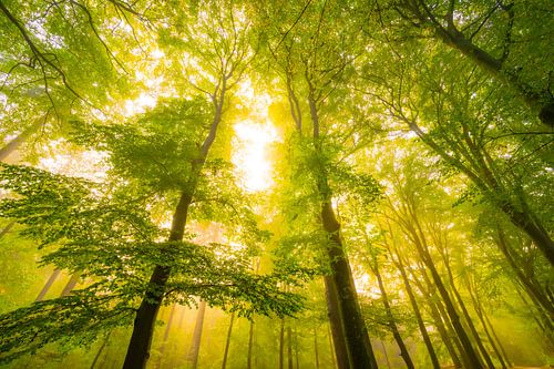 Sfeervol bos in de herfst met mist in de lucht