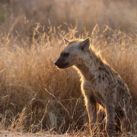 Hyena in de zon van Stephan Petersen