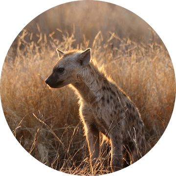 Hyena in de zon van Stephan Petersen
