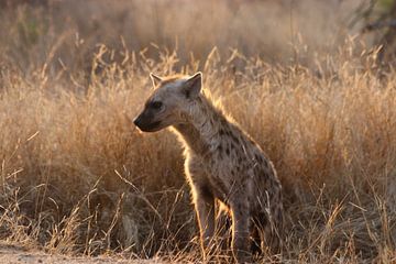 Hyena in de zon van Stephan Petersen