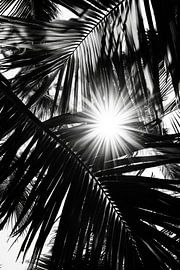 Sonnenstrahlen durch Palmenblätter von Poster Art Shop