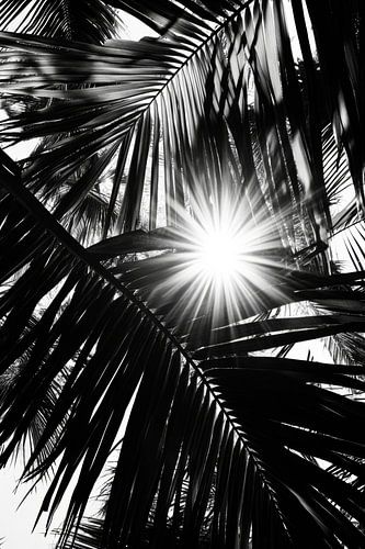 Zonnestralen door palmbladeren