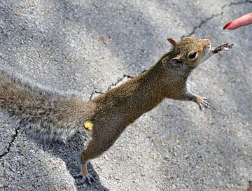Grijze eekhoorn in Miami van Karel Frielink