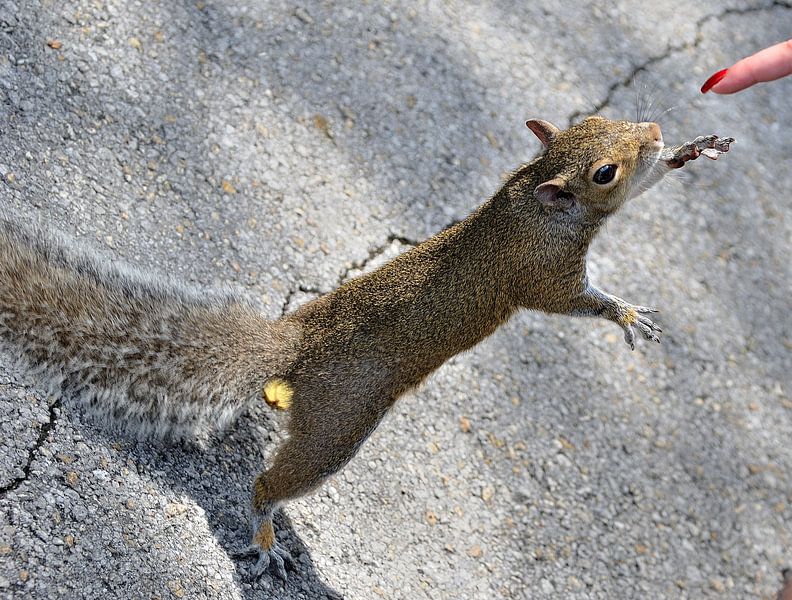 Graues Eichhörnchen in Miami von Karel Frielink