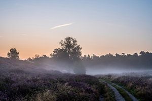 Wolfhezer Heide Teil 17