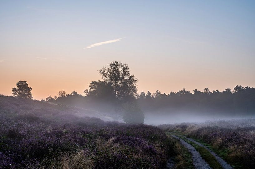 Wolfhezer heath part 17 by Tania Perneel