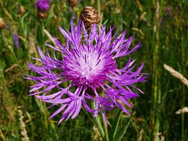 buttonwort with a different flower shape. by Wim vd Neut