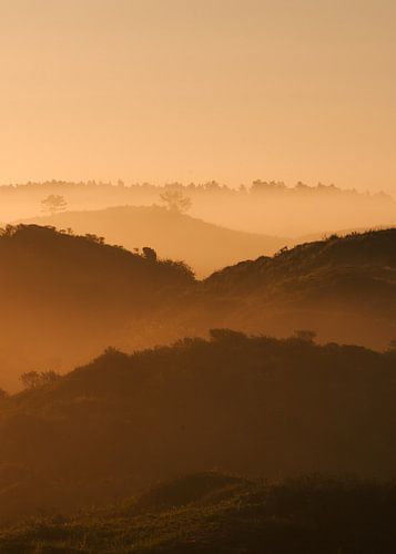 Dunes néerlandaises - or