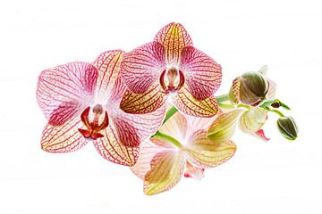 Orchideeënbloesem van Roland Brack