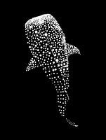 Walvis Haai Stip Art Ontwerp