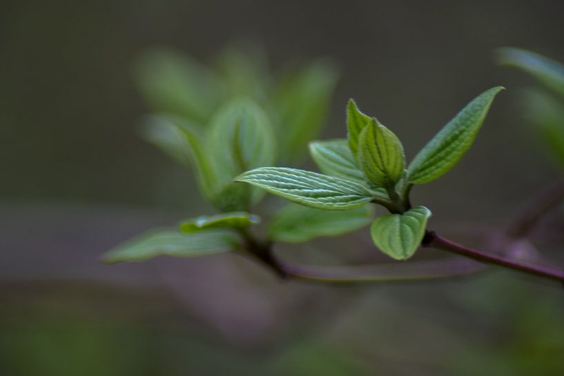 The first green by Winfred van den Bor