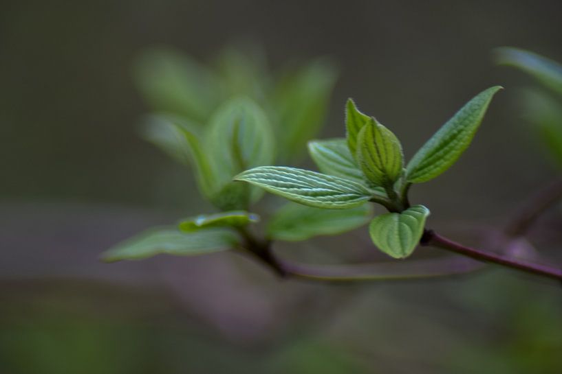 Le premier vert par Winfred van den Bor