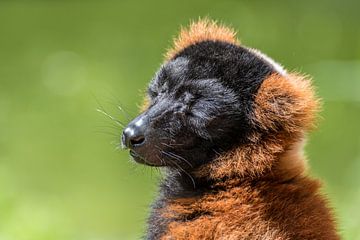 Genieten van de zon van Max ter Burg Fotografie