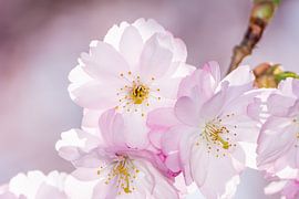 Macro photo of pink cherry blossoms of an ornamental cherry tree by ManfredFotos