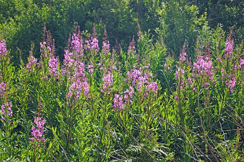 bloeiende landschap in Schotland