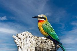 The White-fronted Bee-eater  by Alain Gaymard