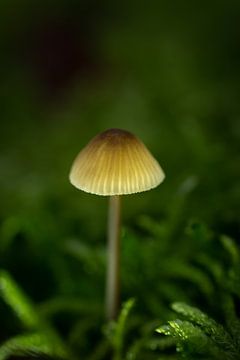 Est-ce une lampe ou un champignon ? sur Simone Haneveer