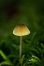 Is het een lamp of is het een paddenstoel? van Simone Haneveer thumbnail