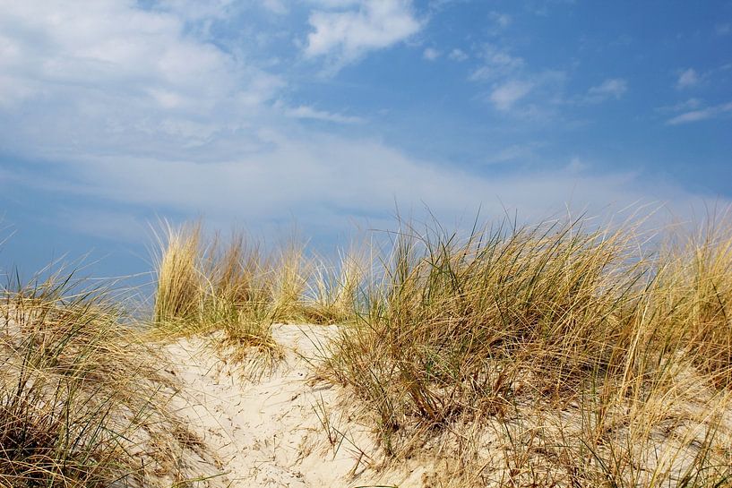 dunes by Ostsee Bilder
