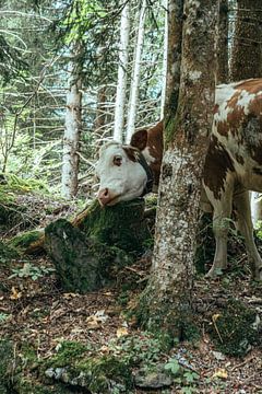 Vache majestueuse dans les Alpes suisses sur Wilco Bergacker