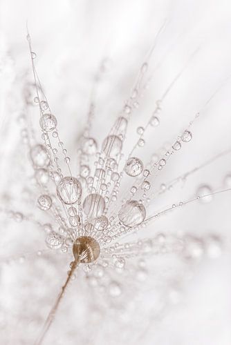 Minimalisme: Druppeltjes aan een paardenbloempluisje