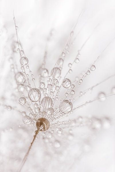 Minimalism: Drops on a dandelion fluff by Marjolijn van den Berg