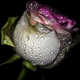 Vintage Rose Sparkling Beauty von marlika art