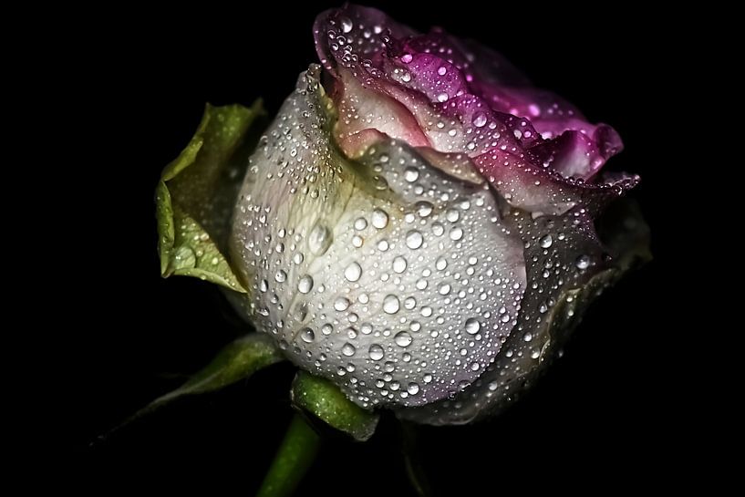 Vintage Rose Sparkling Beauty par Marlika Art