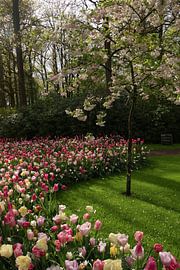 Afternoon sun on the tulips